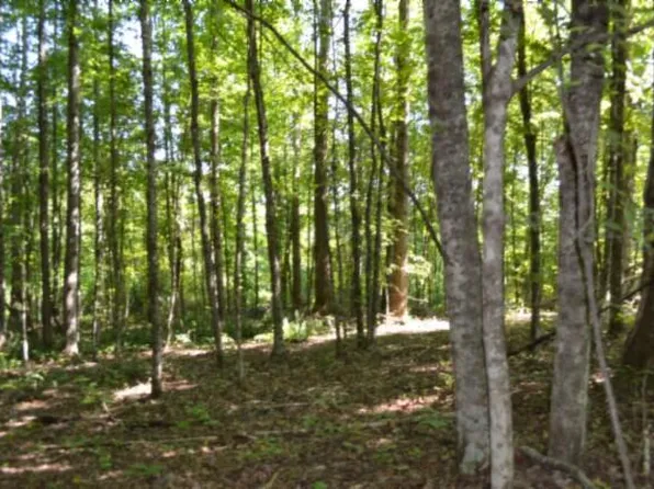 3AC Rock Springs Rd, Celina, TN 38551