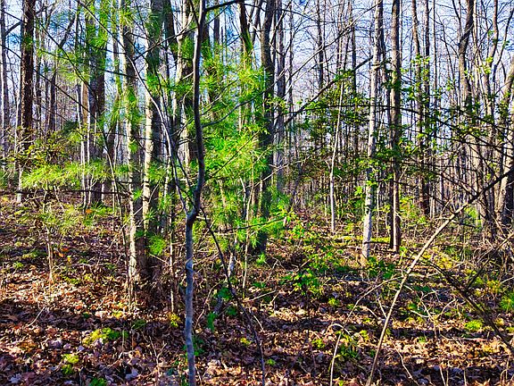2nd image of 6 Ervin Brown Rd Tract 6