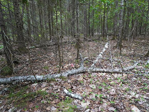 4th image of Lot 02-1 Off Rockwood Road