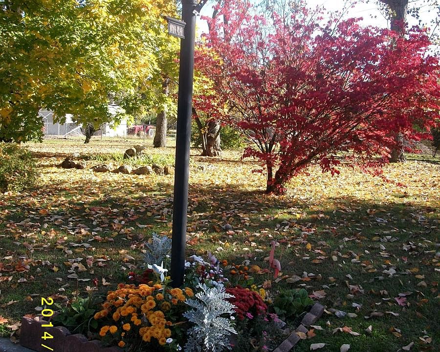 our front yard in the fall