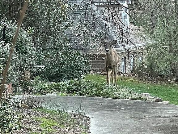 3rd image of 6006 Chukker Ct