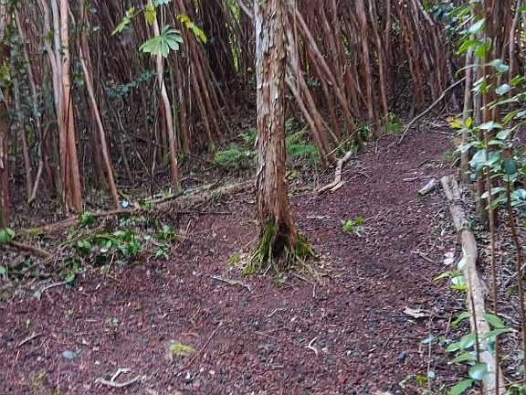 4th image of Lanai St Lot 606