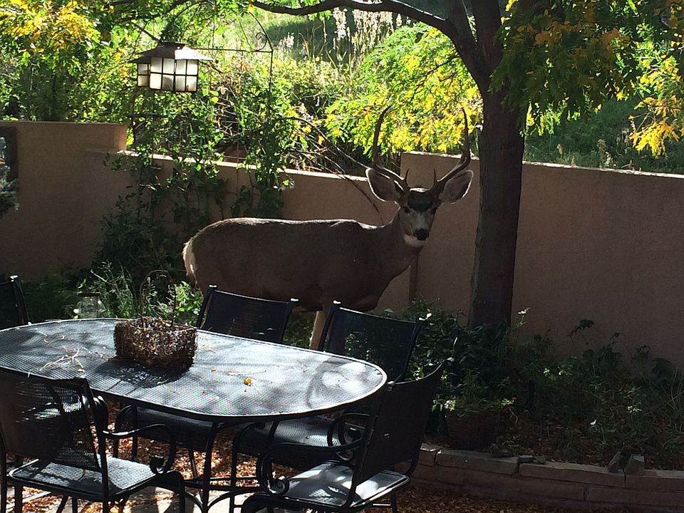 4 point buck in courtyard