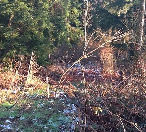 2nd image of 17619 100th St SE
