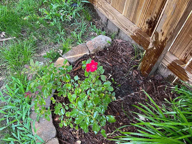 Backyard landscaping