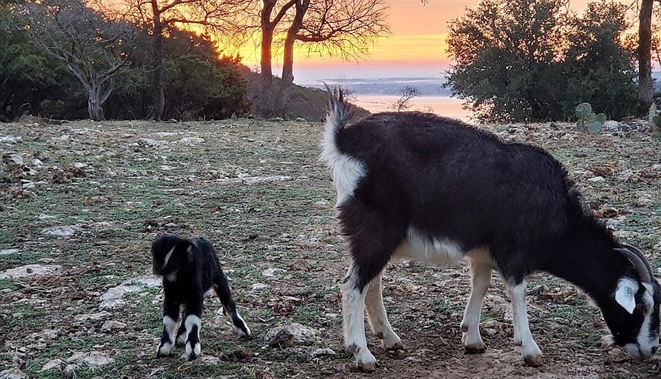 13842 Fm 56, Kopperl, TX 76652 MLS 20168731 Zillow