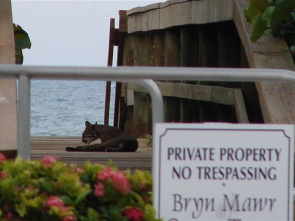 4th image of 5059 N A1a APT 402B