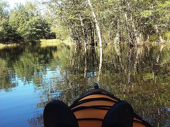 Pond Life