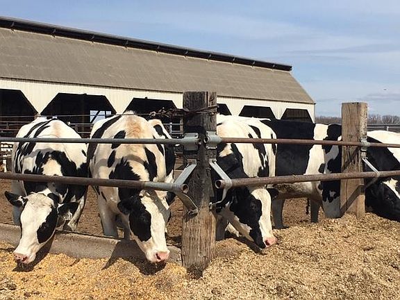Modern-Day Dairy, 27246 Hwy 28, Grey Eagle, MN: Milk, Farm, Live in the Country, Hunt!