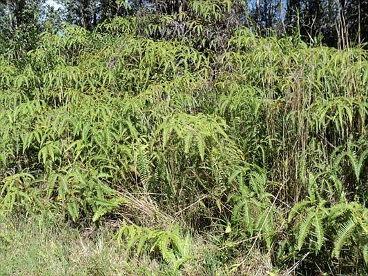 2nd image of Waimea Rd