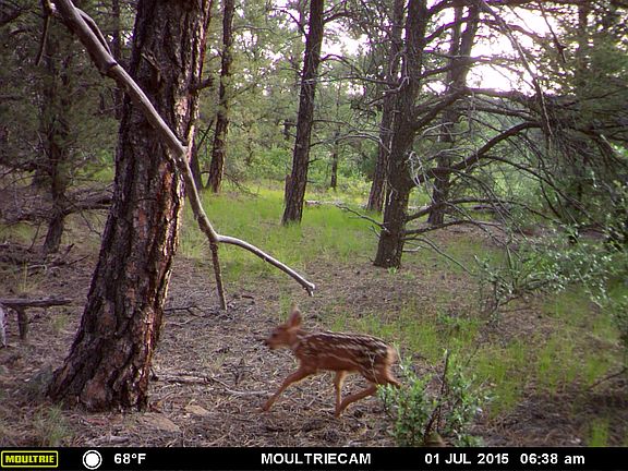 5th image of Tbd Bear Claw Ln
