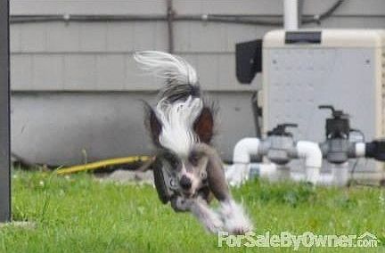 Huge backyard : Plenty of space for your pets to race around.