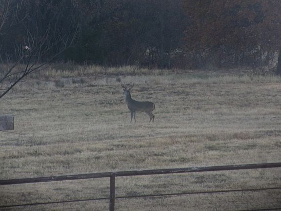 Deer