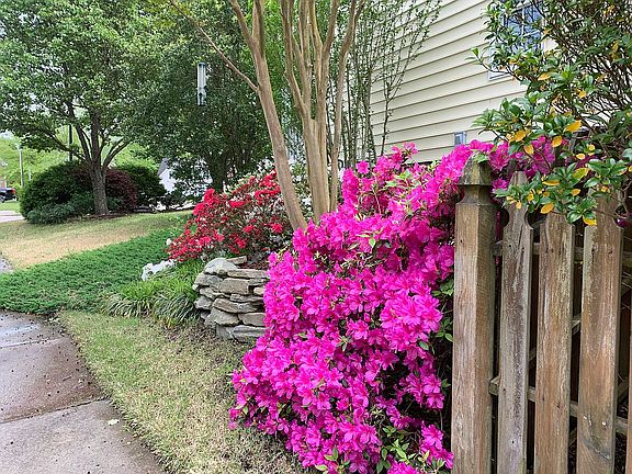 Spring Azaleas