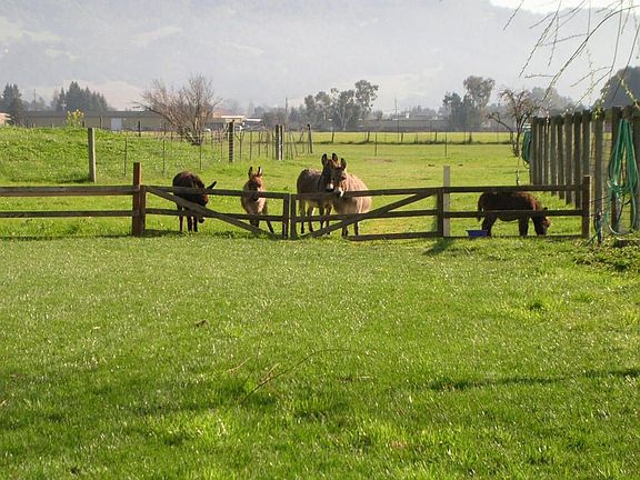 view from kitchen window