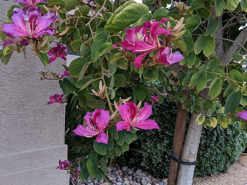 8600 S Maple Ave, Tempe, AZ 85284 | Zillow