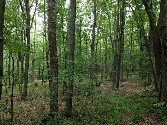 Many hardwoods