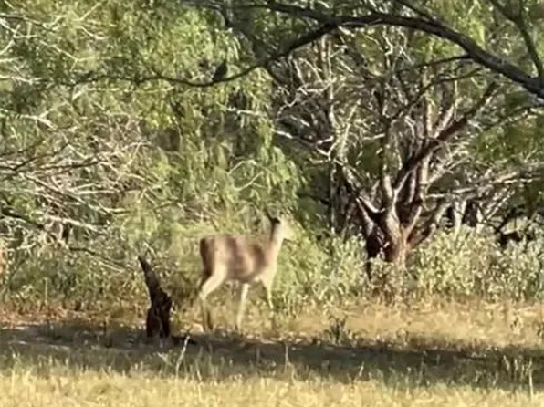 0 El Rucio Rd, Edinburg, TX 78542