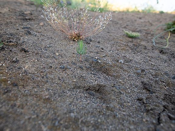 About 400 seedlings planted