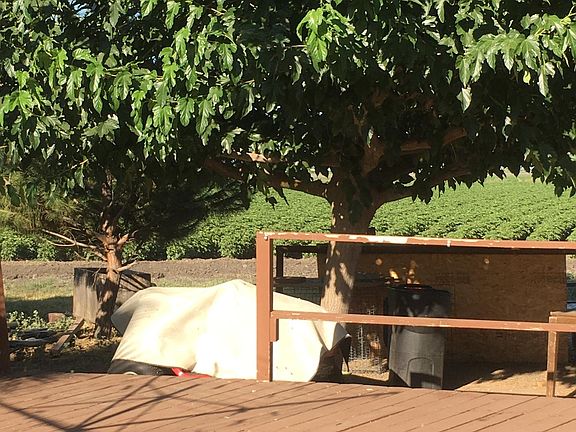 back yard on the deck