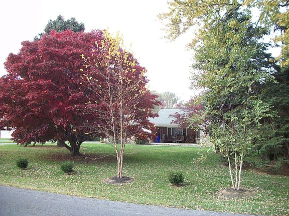 Front Yard