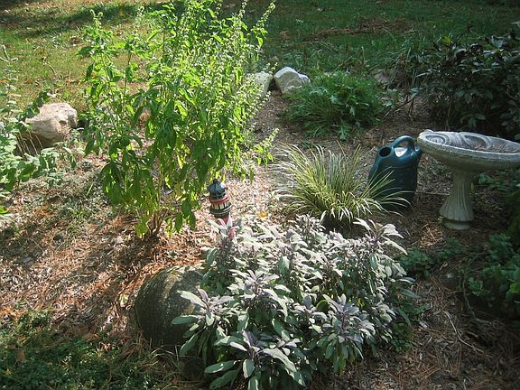 Great Location for Herbs Even Basil