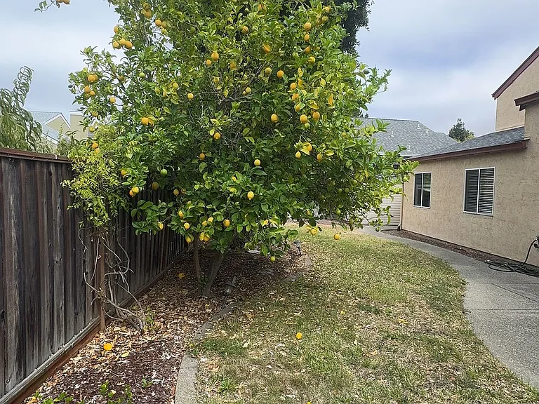 649 Daffodil Dr — Photo 23