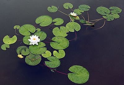 pond lillies 7/07