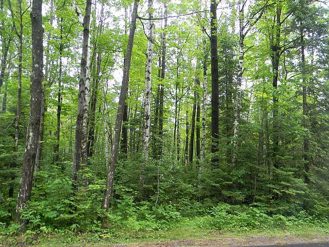 1st image of LOT 14 E Big Buck Cir