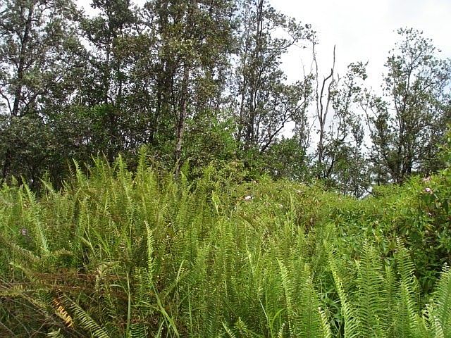 2nd image of Uilani Dr Lot 61