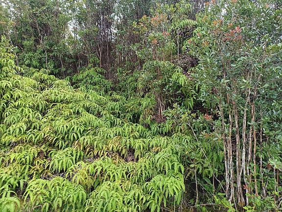 2nd image of 11-3095 Hibiscus St Lot 7577