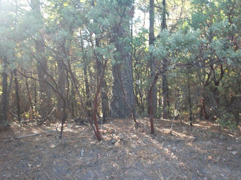 1st image of Bear Cub Cir