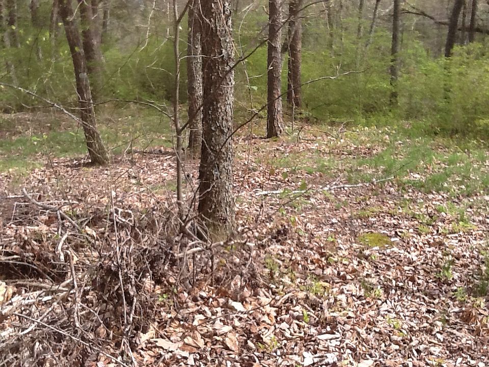 2nd image of 71 McCallie Ln