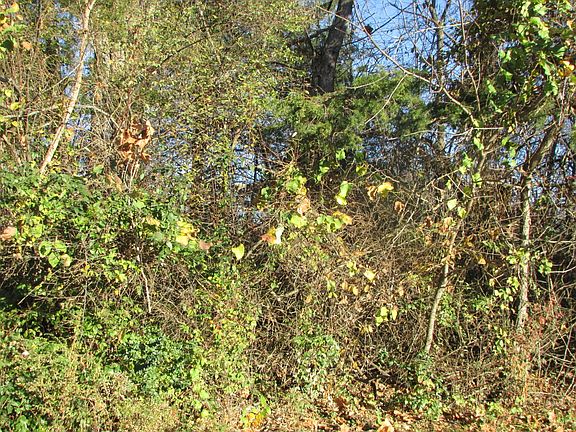 3rd image of Lot 27 E Blackberry Lane