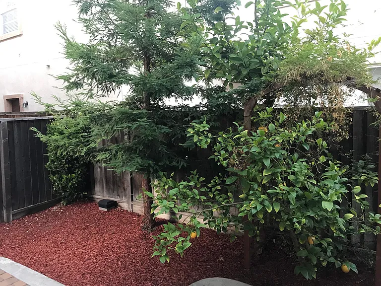 2607 Photinia Ct — Photo 21