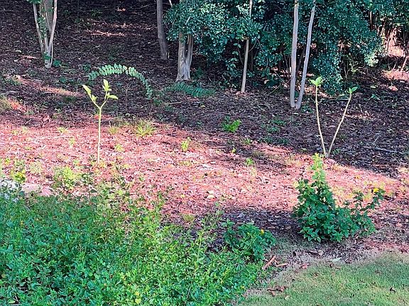 Enjoy the beautiful back yard from the spacious balcony drinking a cup of coffee.