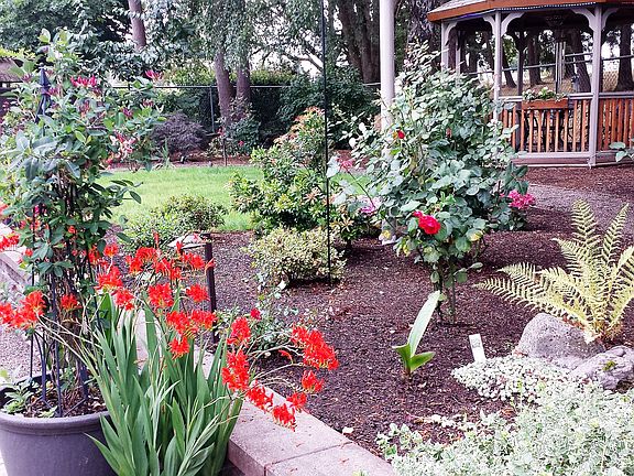 BACK YARD