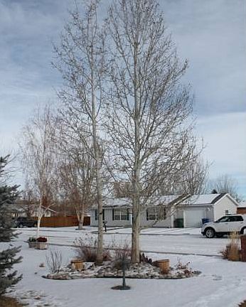 Front Yard Landscaping