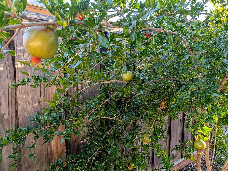 Pomegranate