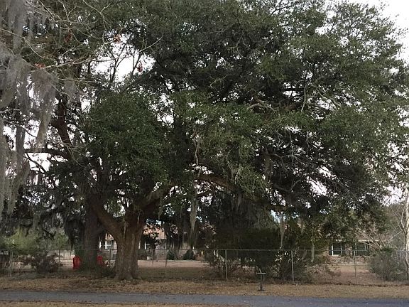 Live Oaks