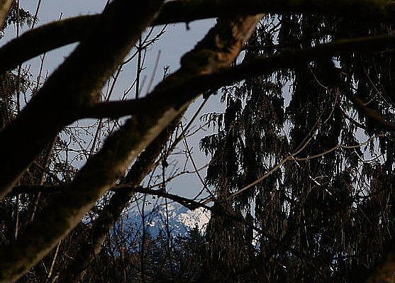 cut down the trees view of mountains