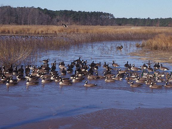 Canada Geese frequent marsh