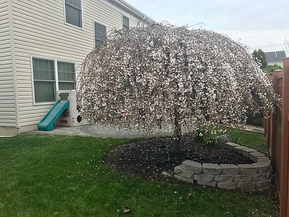 Weeping Cherry Tree
