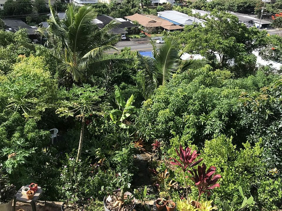 10 different types of fruit trees in rear of house