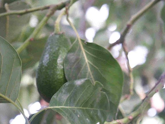 Avacado Tree