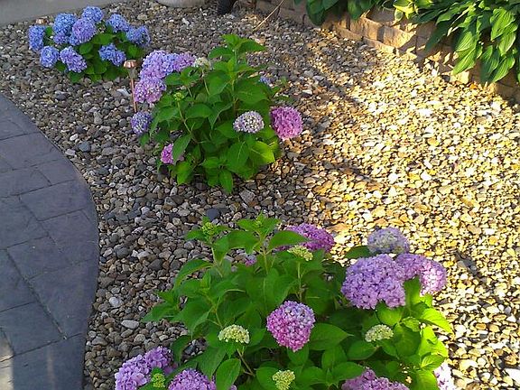 Landscaping, perrenials