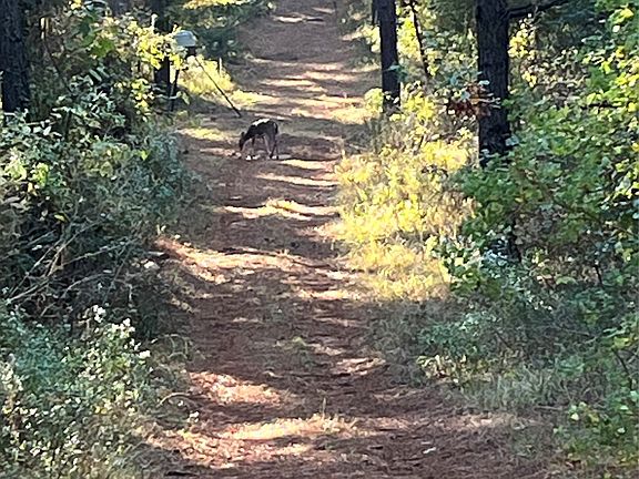 3rd image of 260 Circle M Rd