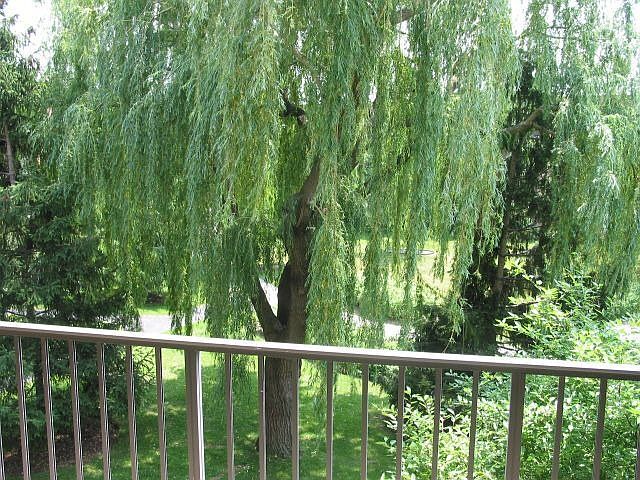View from unit of courtyard