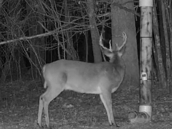 2nd image of 104 Mamie Mangum Rd