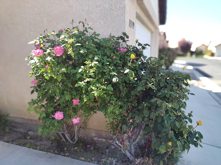 Rose bushes a must for your garden